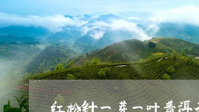 红松针一芽一叶普洱茶/2023092624947