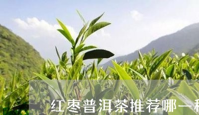 红枣普洱茶推荐哪一种好/2023081551736