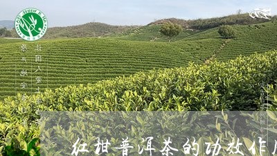 红柑普洱茶的功效作用/2023062263826