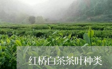 红桥白茶茶叶种类/2023070772604