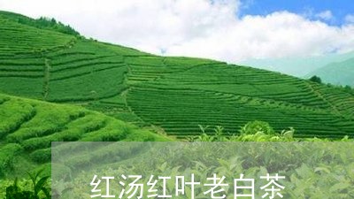 红汤红叶老白茶/2023060920471