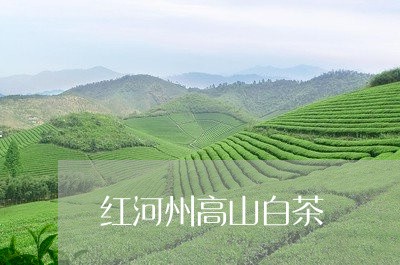 红河州高山白茶/2023060927581