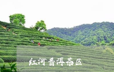 红河普洱茶区/2023042744992