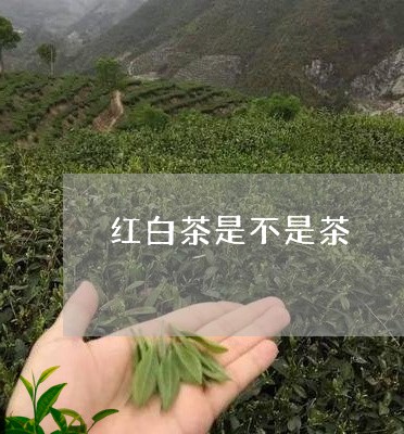 红白茶是不是茶/2023060930584