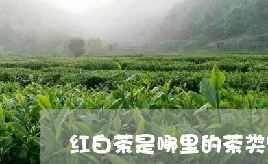 红白茶是哪里的茶类特产/2023110205850