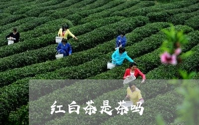 红白茶是茶吗/2023052325947