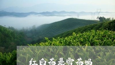 红白茶是雪茶吗/2023060958684