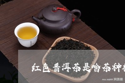 红色普洱茶是啥茶种植/2023121844815