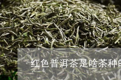 红色普洱茶是啥茶种的/2023121888482