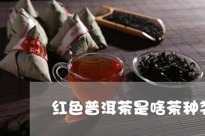 红色普洱茶是啥茶种类/2023121851595