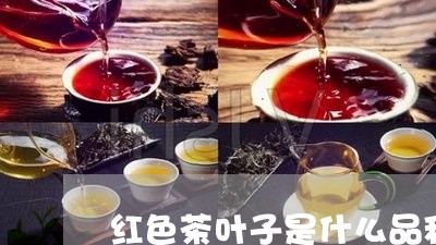 红色茶叶子是什么品种/2023092383159