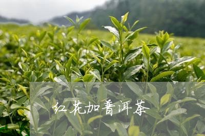 红花加普洱茶/2023042633544