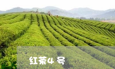 红茶4号/2023110902794