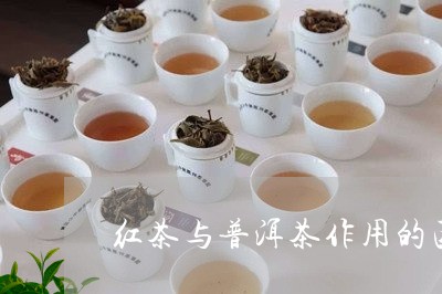 红茶与普洱茶作用的区别/2023122005838