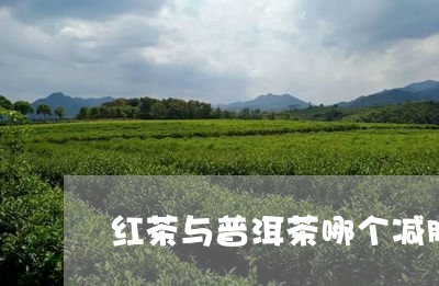 红茶与普洱茶哪个减肥/2023080149594