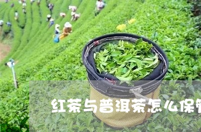 红茶与普洱茶怎么保管/2023080197161