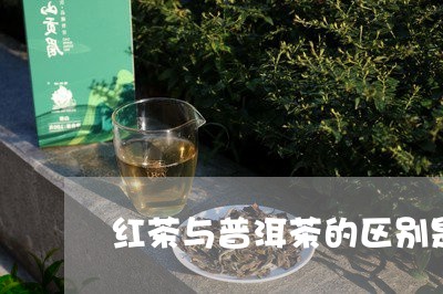 红茶与普洱茶的区别是什么呢/2023082800695