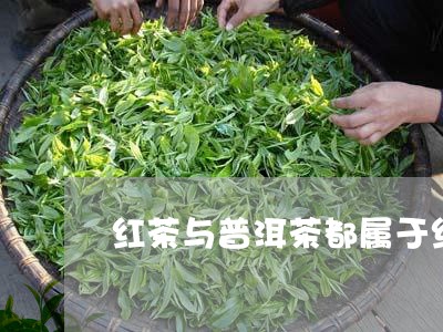 红茶与普洱茶都属于红茶吗/2023082511492