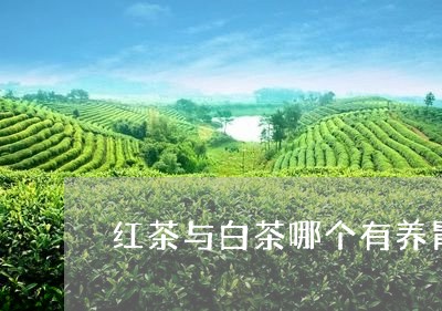 红茶与白茶哪个有养胃功效/2023110983725