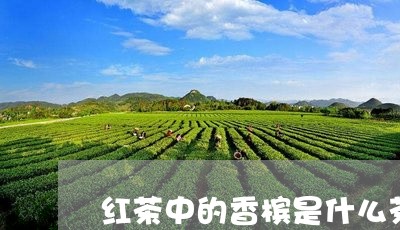 红茶中的香槟是什么茶/2023071469582