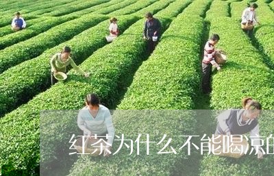 红茶为什么不能喝凉的/2023060822815