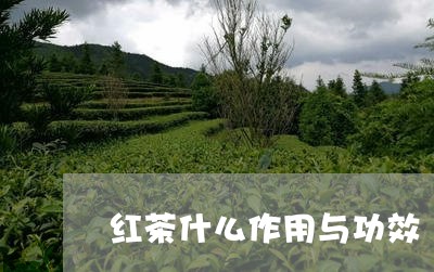 红茶什么作用与功效/2023042059490