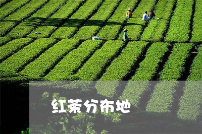 红茶分布地/2023090236271