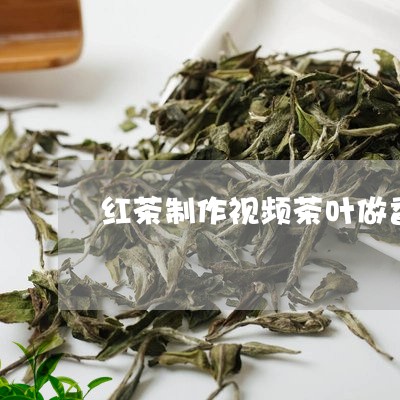 红茶制作视频茶叶做香茶视频/2023052715160