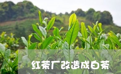 红茶厂改造成白茶/2023071229261