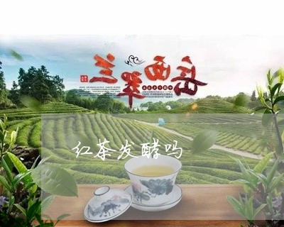 红茶发酵吗/2023121977251