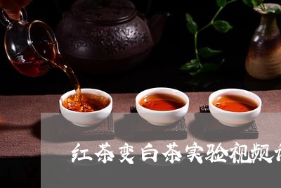 红茶变白茶实验视频讲解/2023110280692