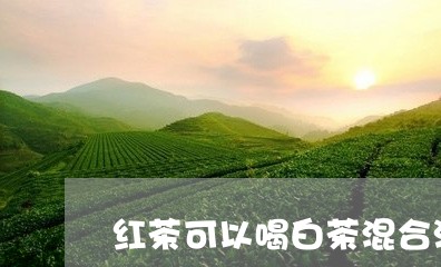 红茶可以喝白茶混合泡吗/2023110225148