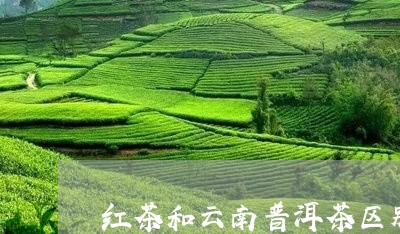 红茶和云南普洱茶区别/2023100797370