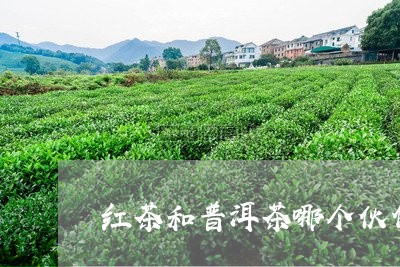 红茶和普洱茶哪个伙伴/2023100891604