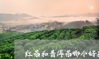 红茶和普洱茶哪个好卖/2023100614938