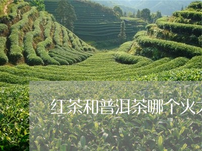 红茶和普洱茶哪个火大一些/2023083152806