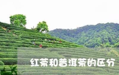 红茶和普洱茶的区分/2023120602047