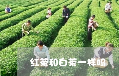 红茶和白茶一样吗/2023071249383