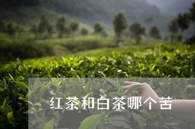 红茶和白茶哪个苦/2023070162715