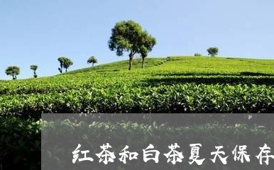 红茶和白茶夏天保存一样吗/2023042760372