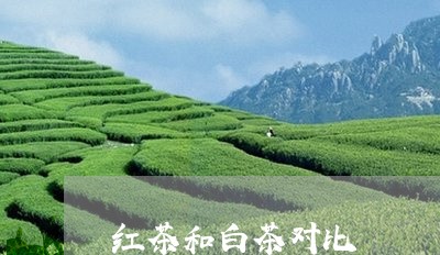 红茶和白茶对比/2023060846273