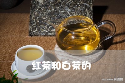 红茶和白茶的/2023052304264