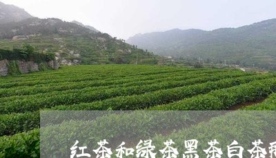 红茶和绿茶黑茶白茶那个好/2023111023859