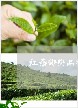 红茶哪些品种好喝最好喝的红茶排名/2023060405391