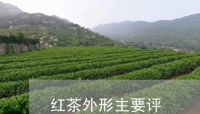 红茶外形主要评/2023042965315