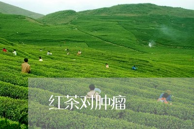 红茶对肿瘤/2023090224949