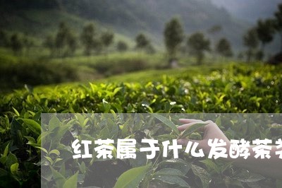 红茶属于什么发酵茶类/2023071526948