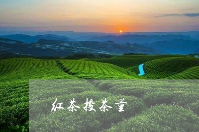 红茶投茶量/2023090248361