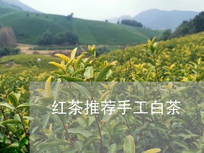 红茶推荐手工白茶/2023071275049