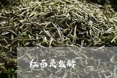 红茶是发酵/2023122038152